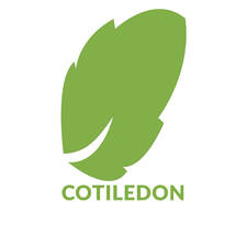 cotiledon
